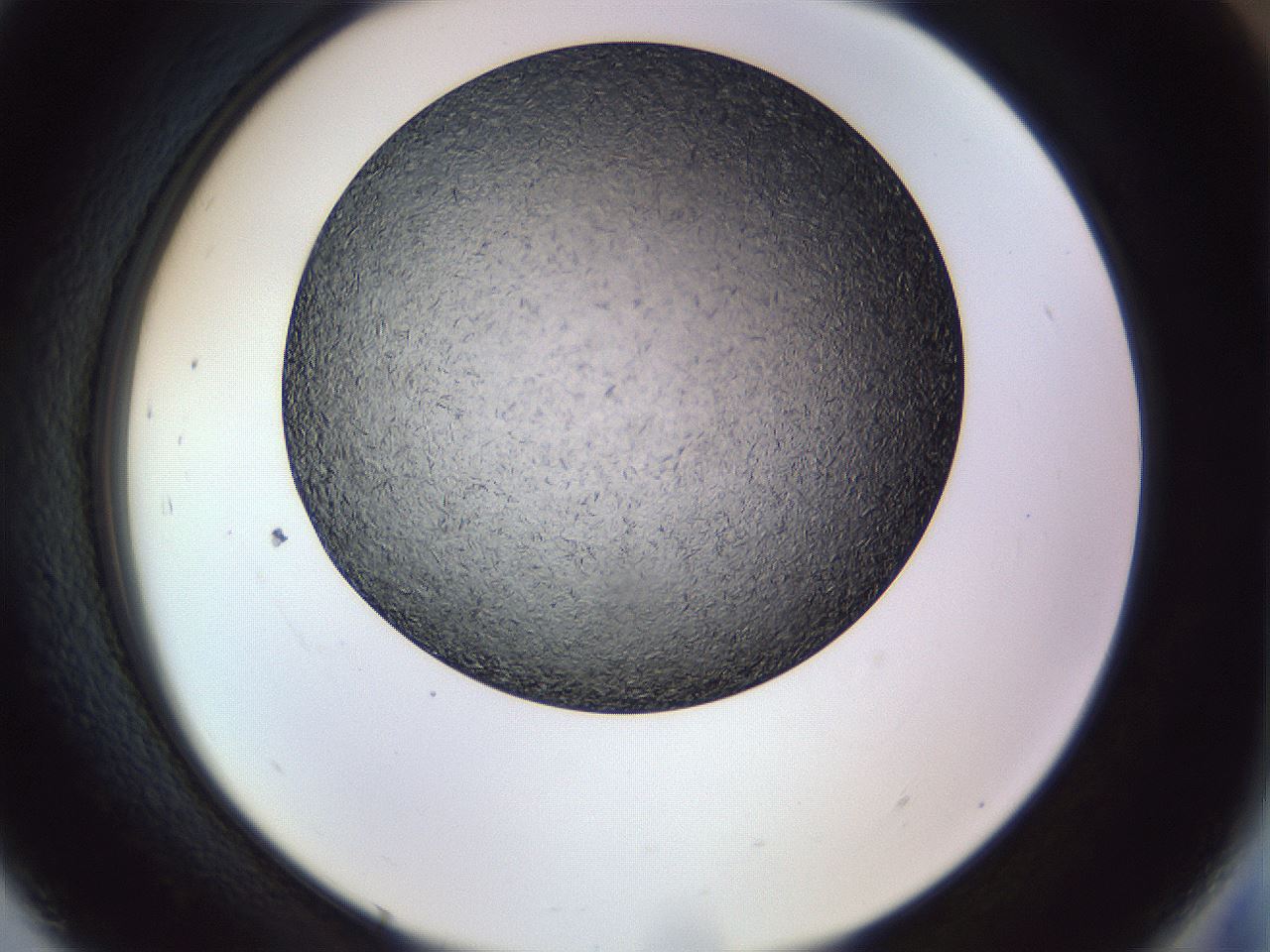 folderID470_plateID1470_batchID5612_wellNum93_profileID1_d2_r93150_ef.jpg