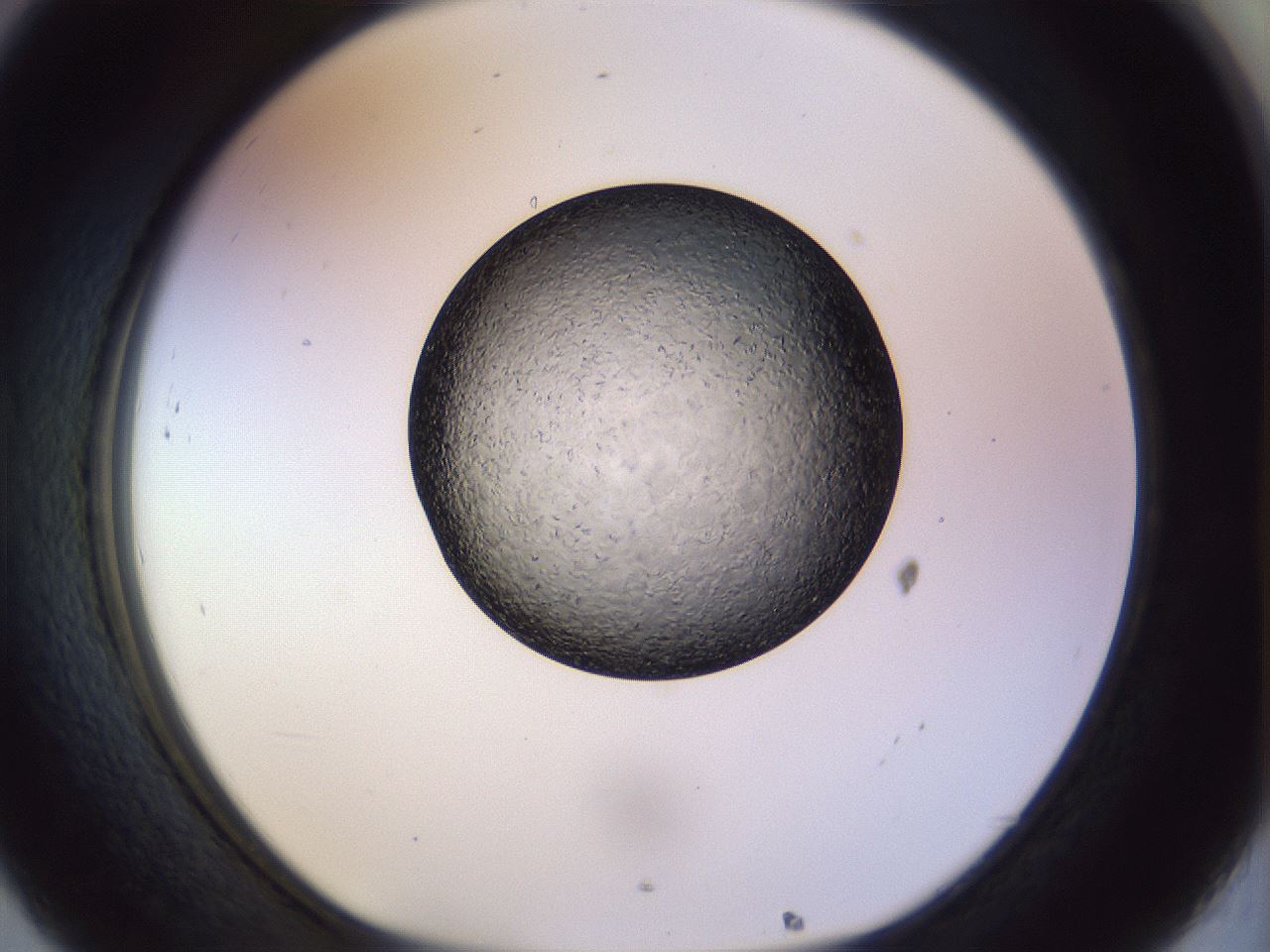 folderID470_plateID1470_batchID5636_wellNum32_profileID1_d1_r93027_ef.jpg