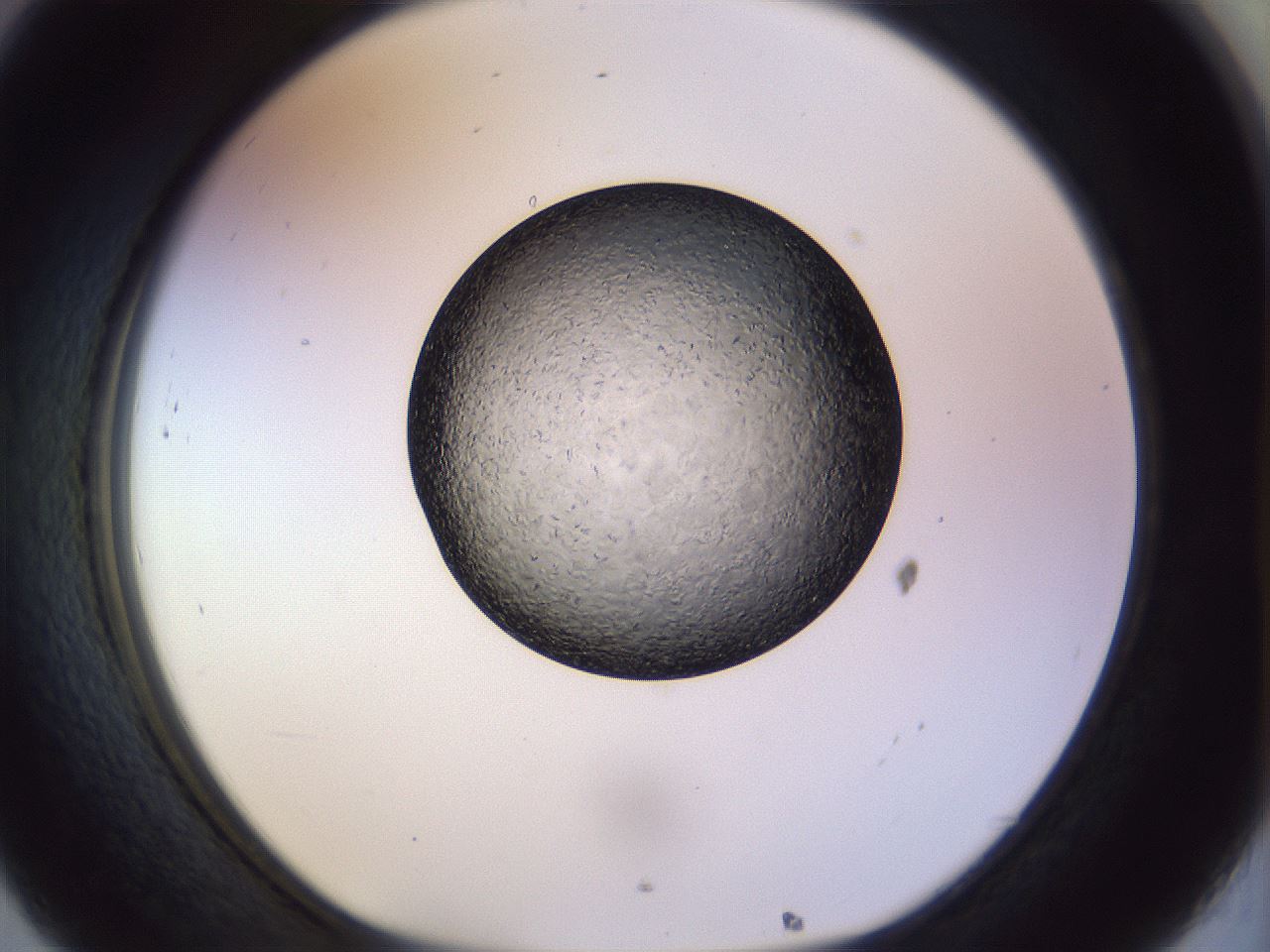 folderID470_plateID1470_batchID5656_wellNum32_profileID1_d1_r93027_ef.jpg