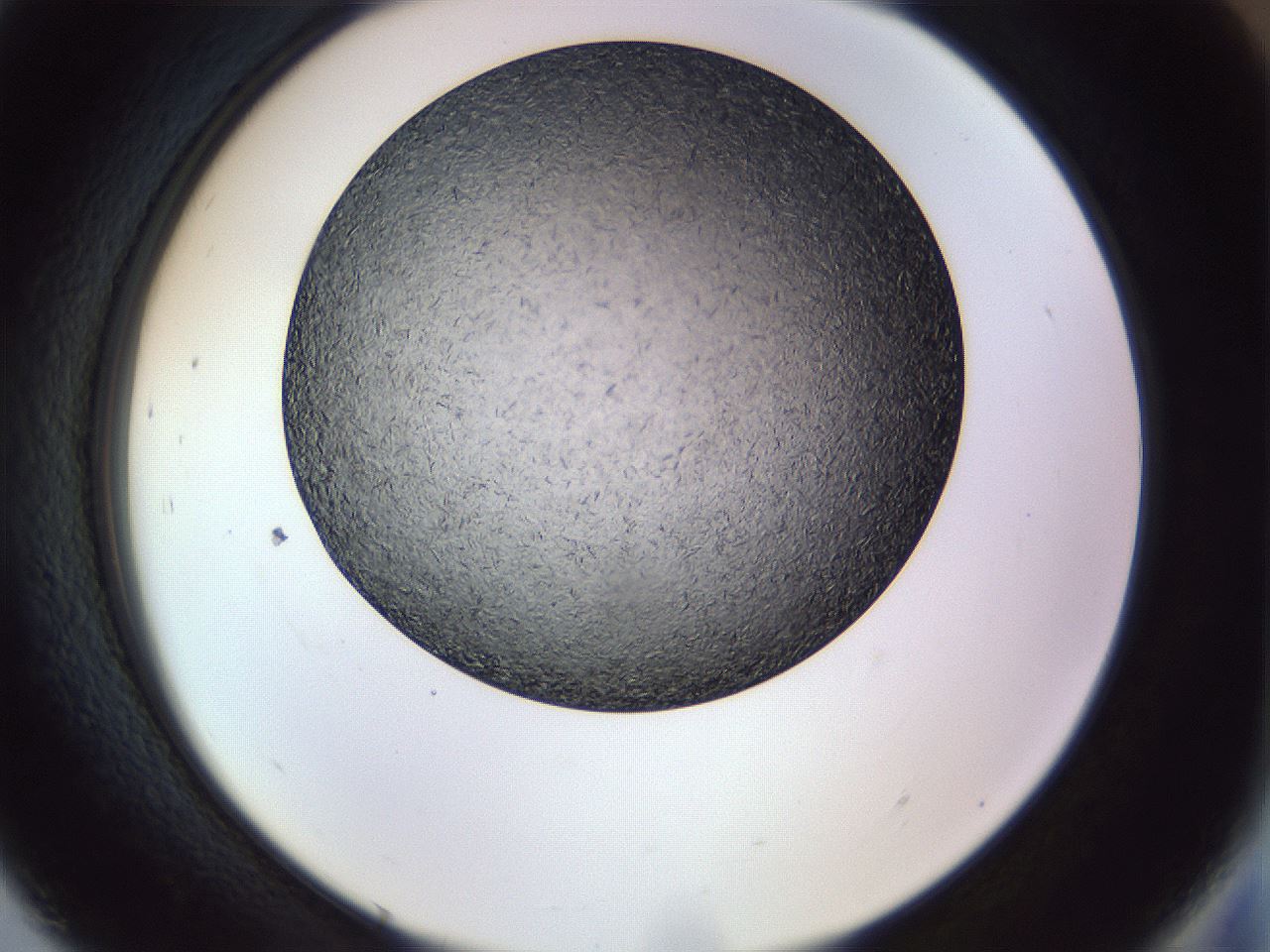 folderID470_plateID1470_batchID5701_wellNum93_profileID1_d2_r93150_ef.jpg