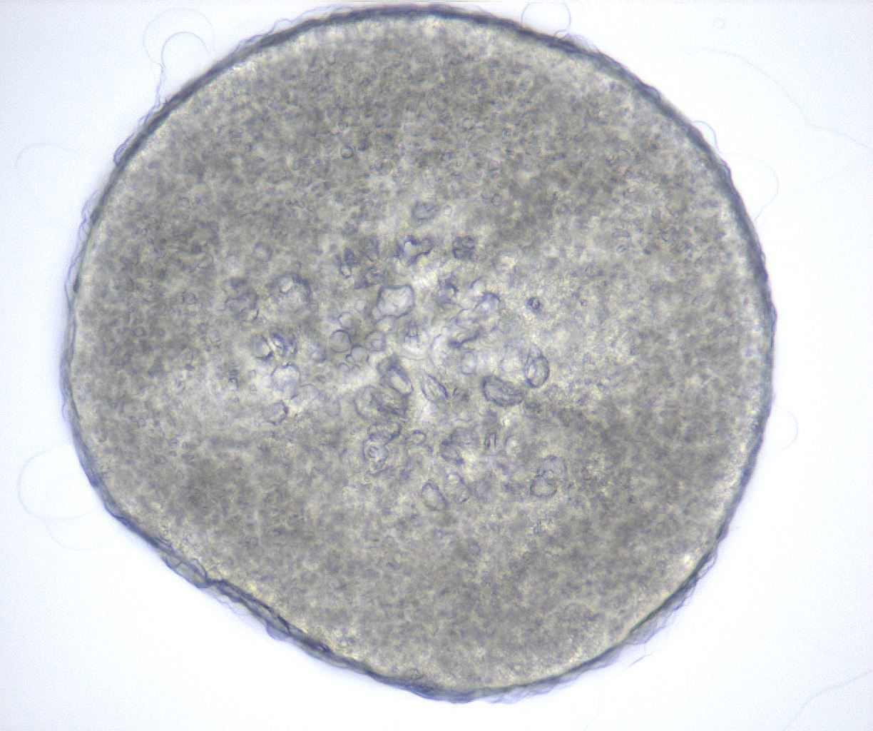 folderID515_plateID2515_batchID12484_wellNum16_profileID1_d1_r190970_ef.jpg