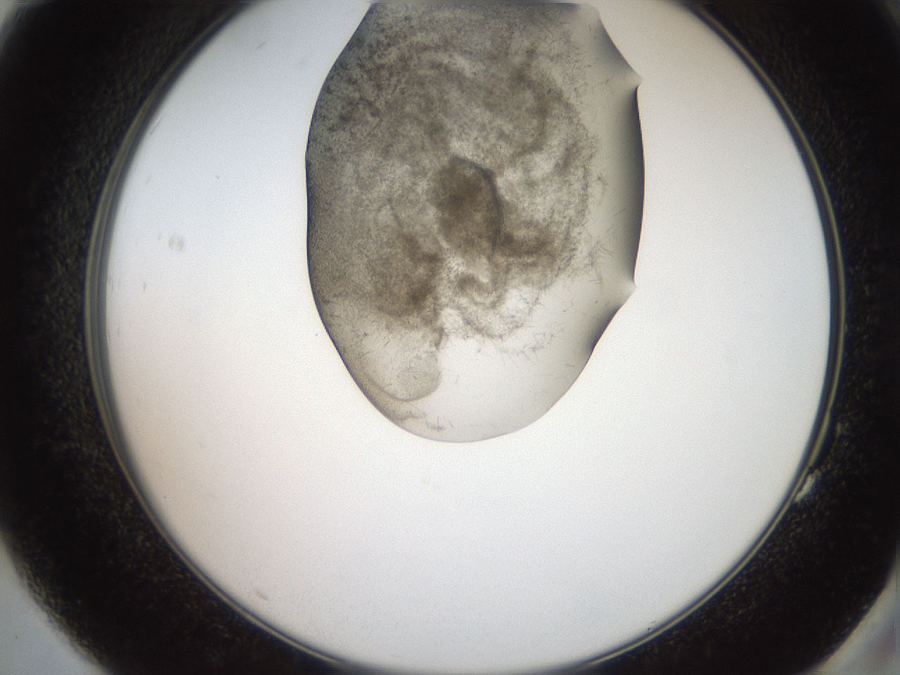 folderID553_plateID2553_batchID12617_wellNum83_profileID1_d2_r194764_ef.jpg