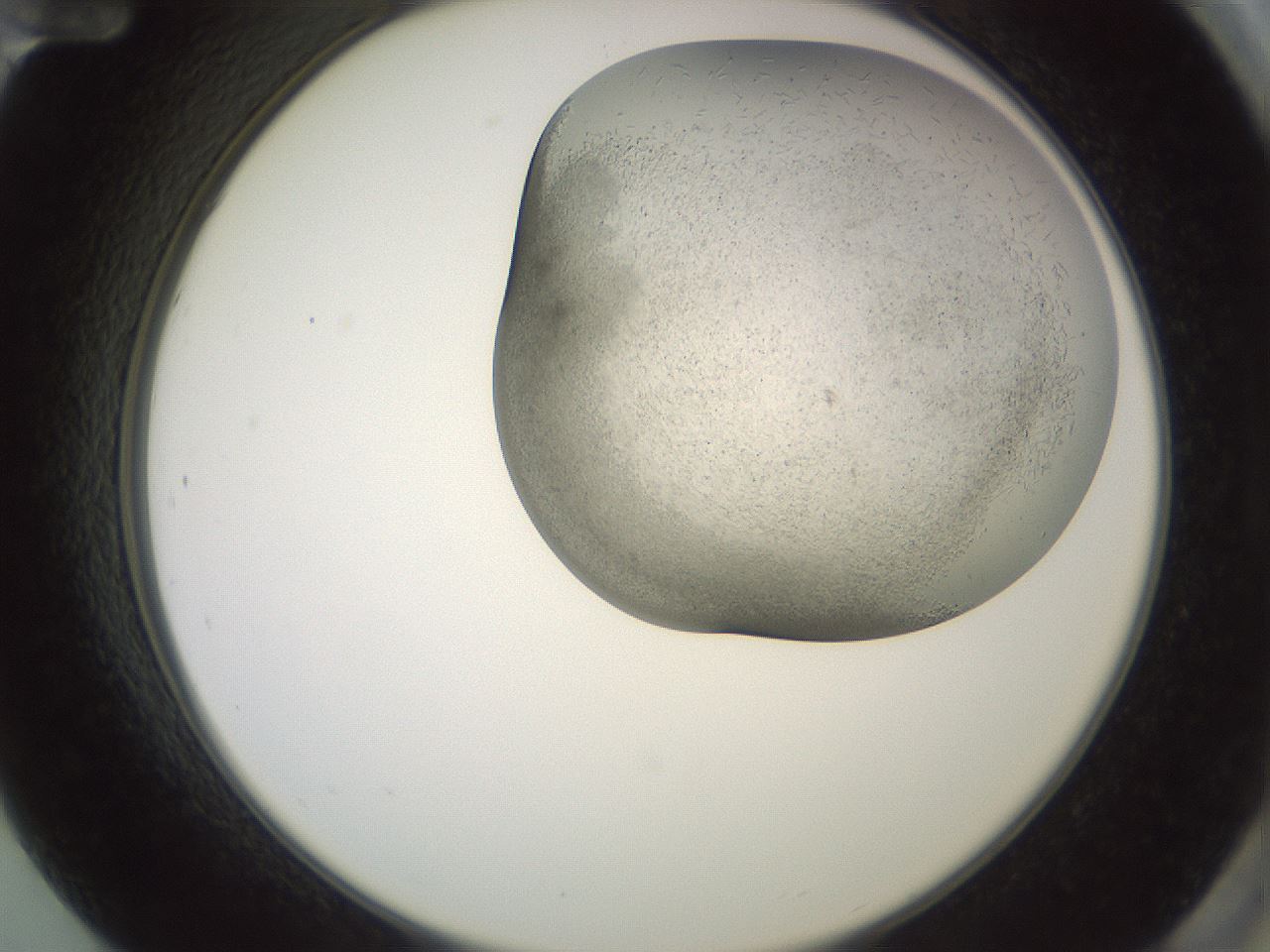 folderID559_plateID2559_batchID12940_wellNum84_profileID1_d2_r196112_ef.jpg