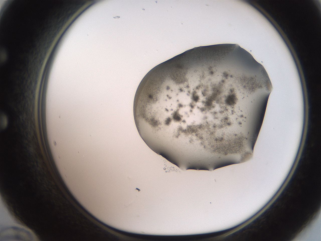 folderID561_plateID2561_batchID12867_wellNum60_profileID1_d1_r195775_ef.jpg