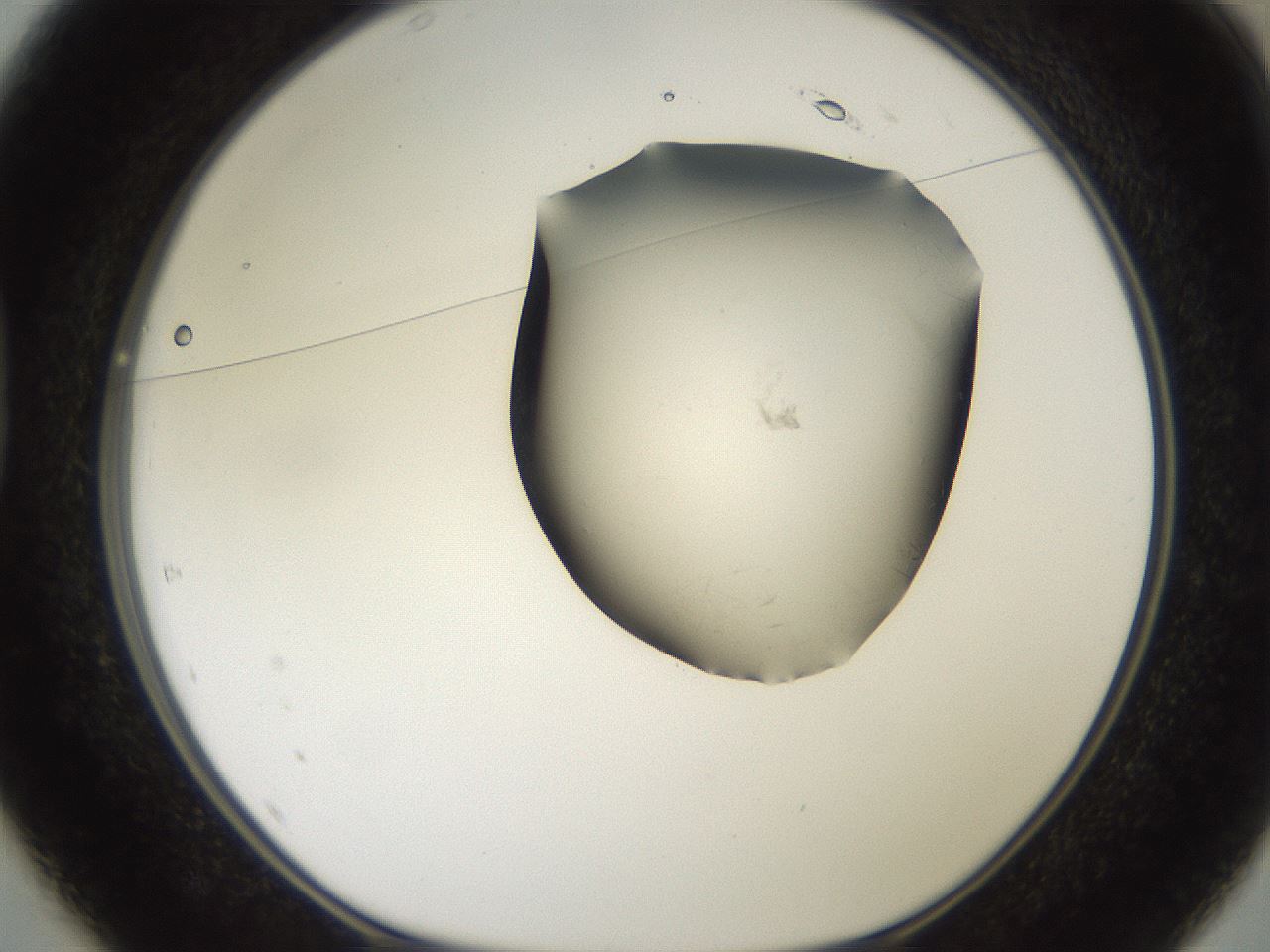 folderID561_plateID2561_batchID12870_wellNum37_profileID1_d1_r195729_ef.jpg
