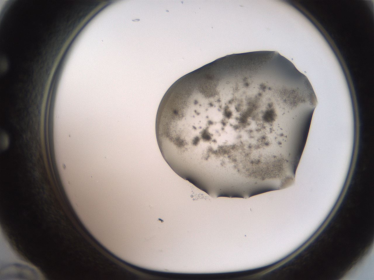 folderID561_plateID2561_batchID12870_wellNum60_profileID1_d1_r195775_ef.jpg