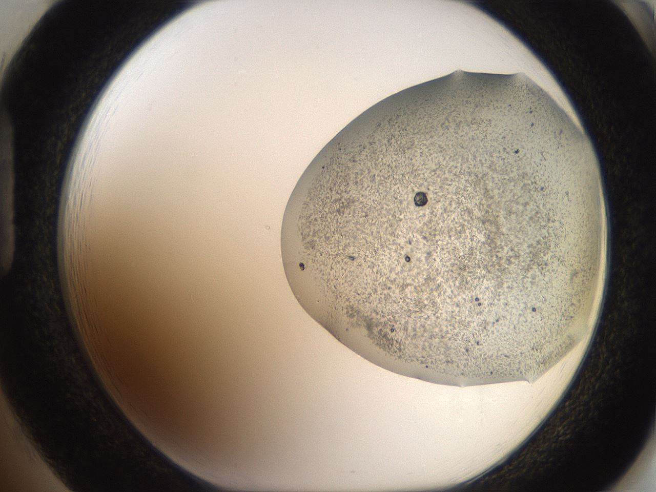 folderID562_plateID2562_batchID13020_wellNum85_profileID1_d1_r195249_ef.jpg
