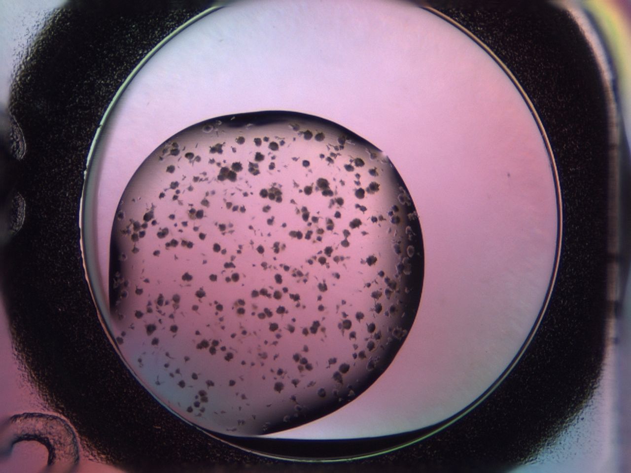02pw_C12_ImagerDefaults_7.jpg