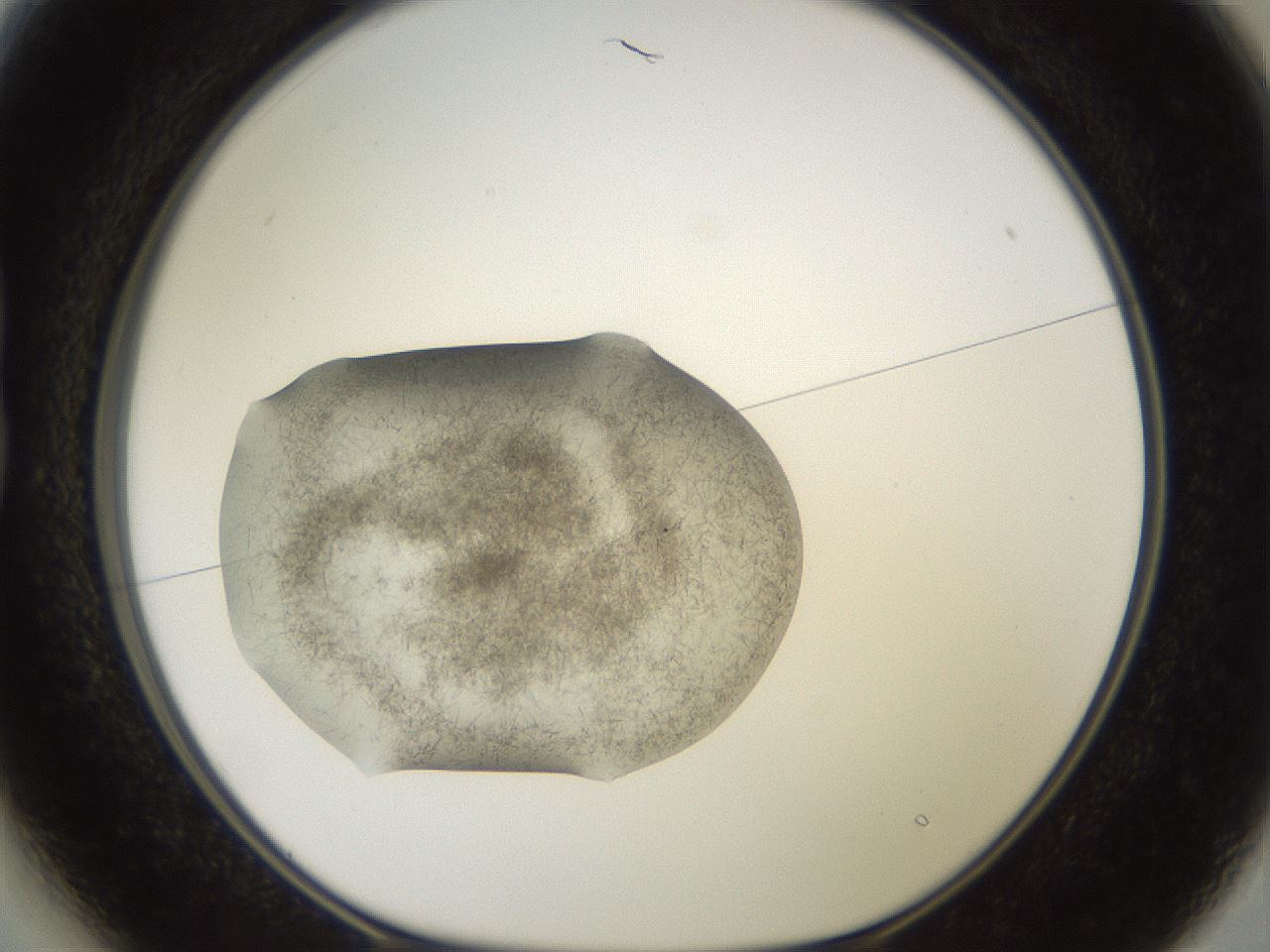 folderID569_plateID2569_batchID12915_wellNum13_profileID1_d1_r196161_ef.jpg