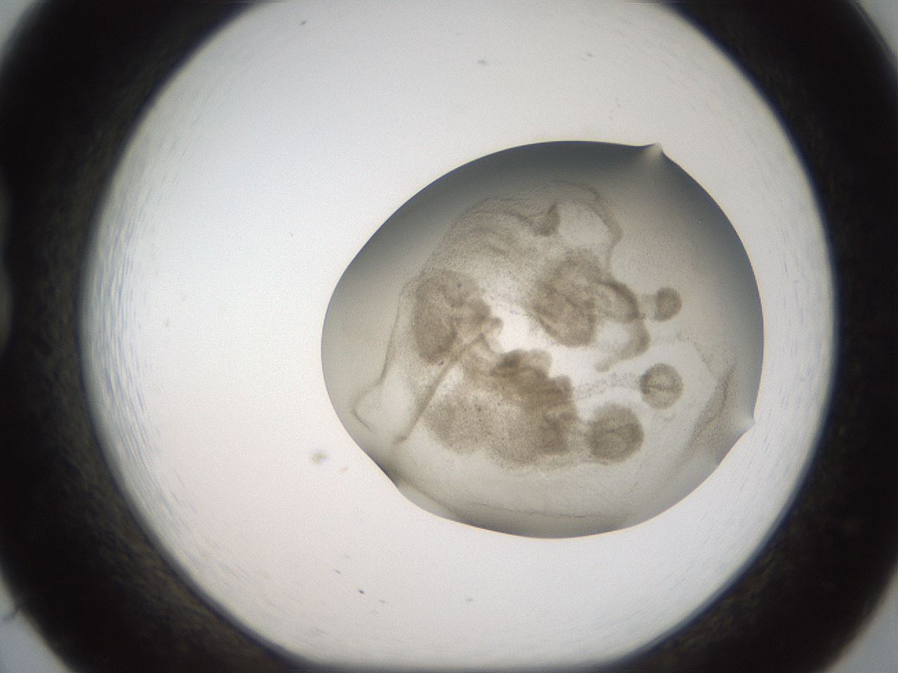 folderID56_plateID2056_batchID9023_wellNum20_profileID1_d1_r138634_ef.jpg