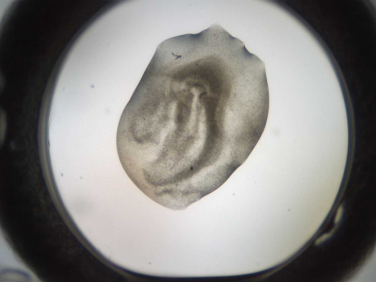 folderID571_plateID2571_batchID13026_wellNum82_profileID1_d1_r196491_ef.jpg