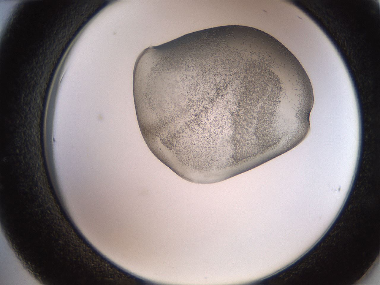folderID205_plateID2205_batchID10007_wellNum36_profileID1_d2_r150014_ef.jpg