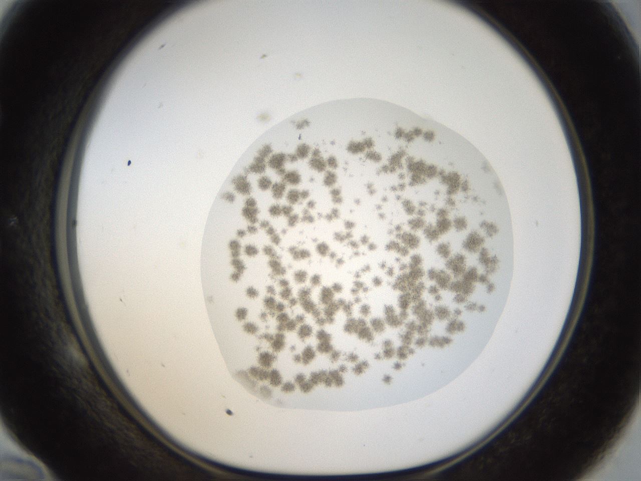 folderID20_plateID1020_batchID1883_wellNum58_profileID1_d1_r42749_ef.jpg