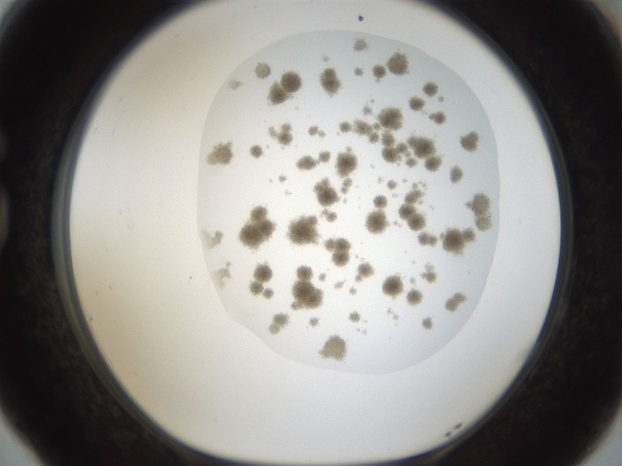 folderID20_plateID1020_batchID1883_wellNum77_profileID1_d1_r42768_ef.jpg