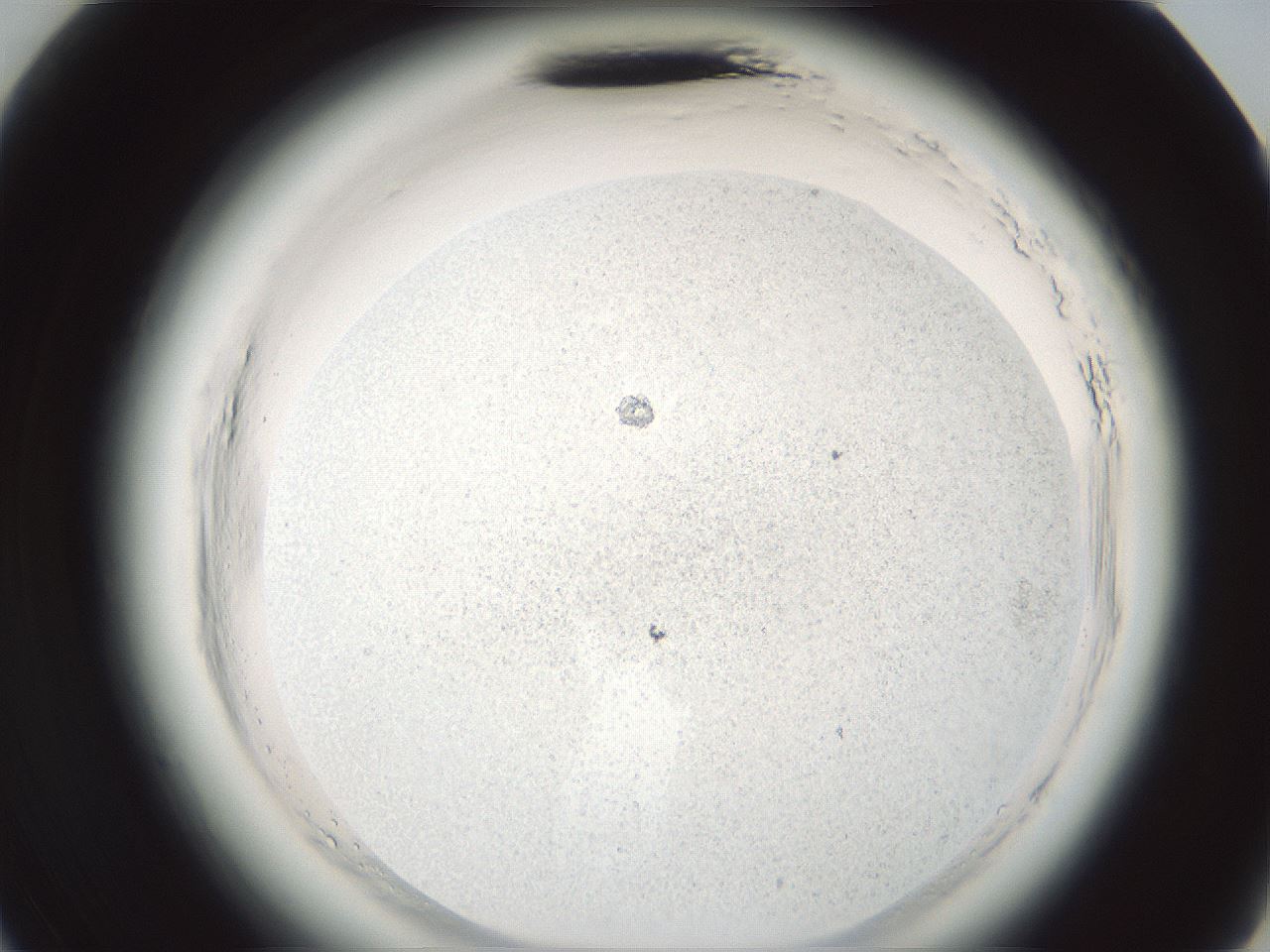 folderID585_plateID2585_batchID13185_wellNum35_profileID1_d3_r205170_ef.jpg