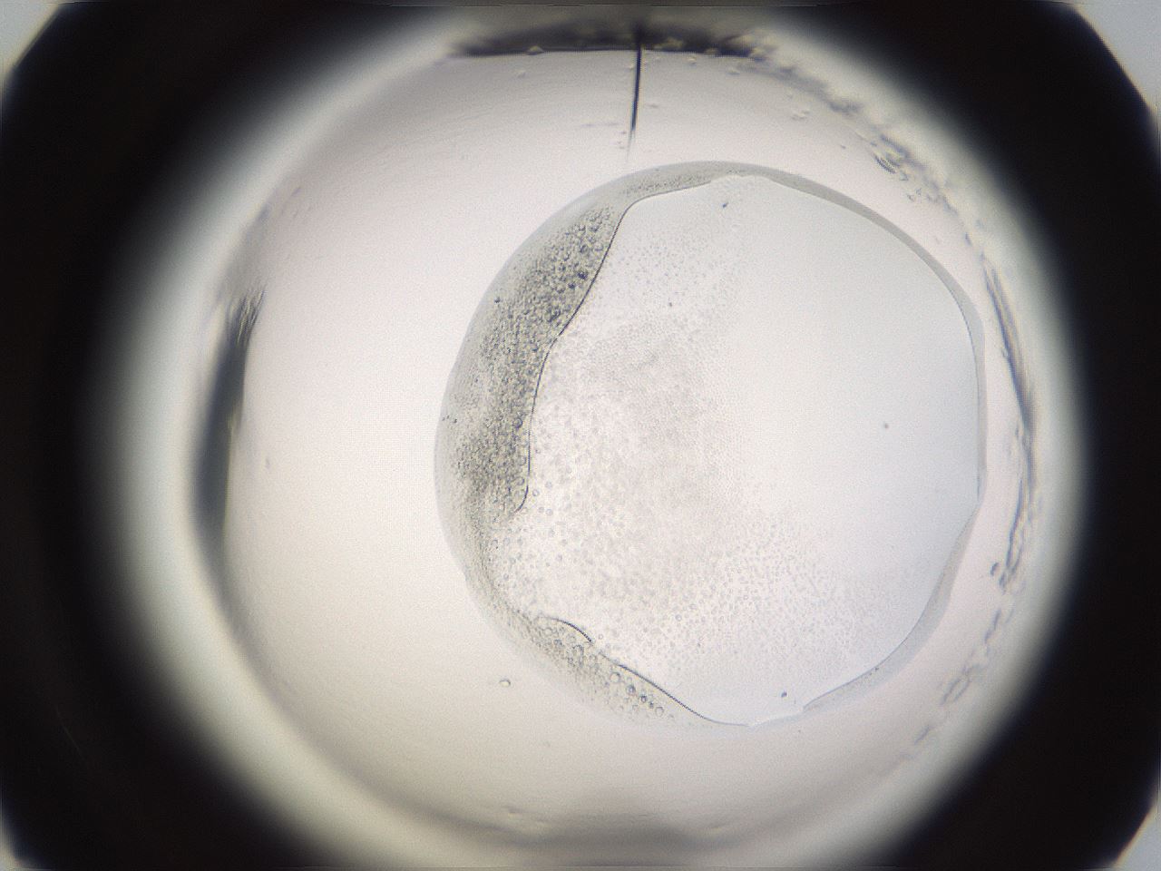 folderID589_plateID2589_batchID13167_wellNum51_profileID1_d1_r200319_ef.jpg