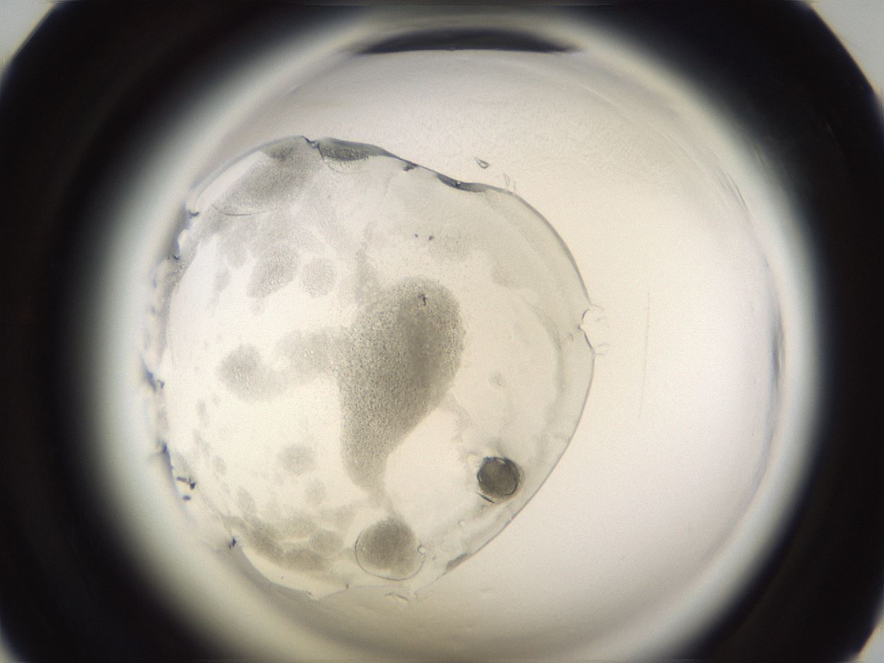folderID590_plateID2590_batchID13170_wellNum44_profileID1_d1_r201162_ef.jpg