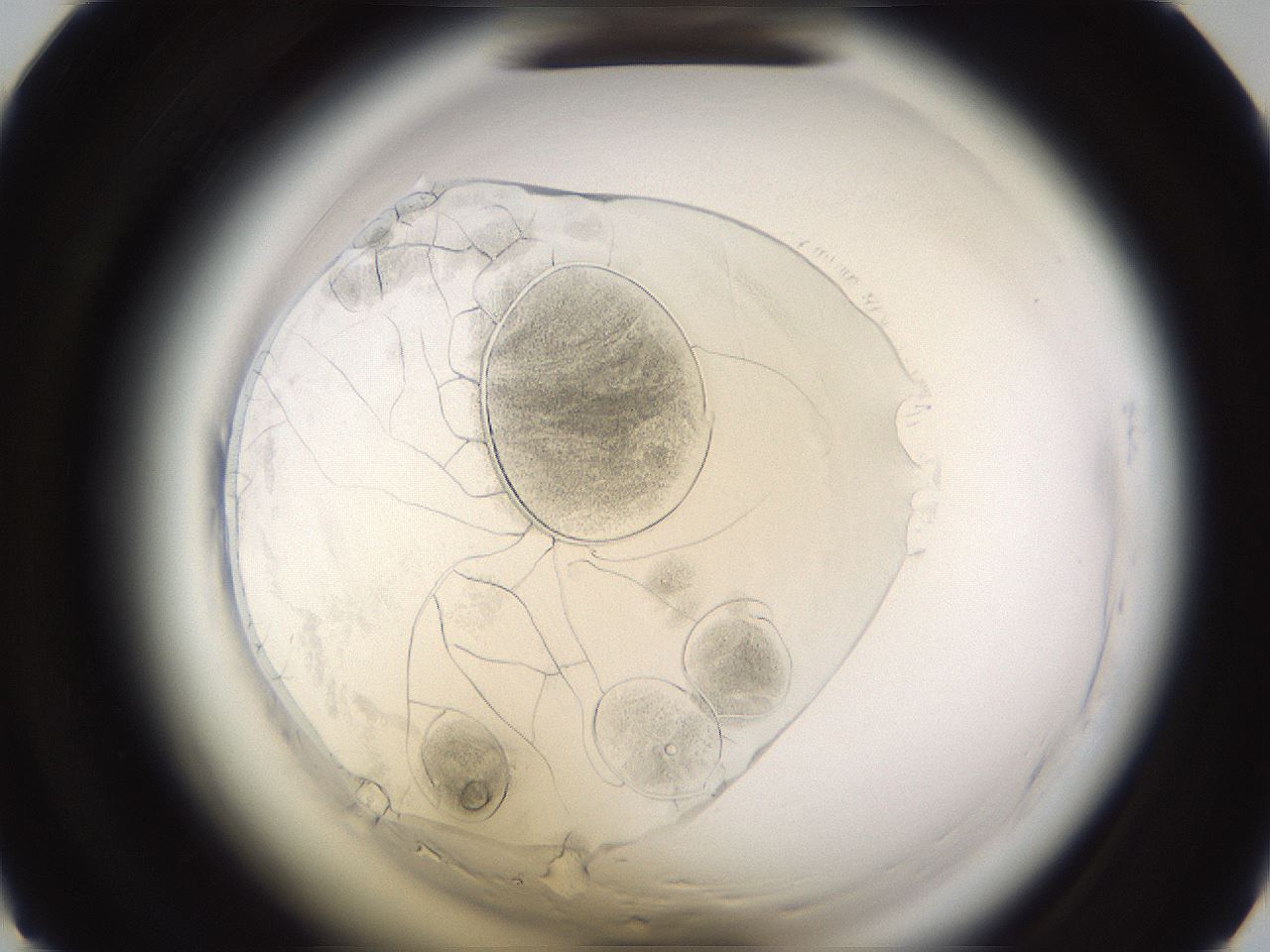 folderID591_plateID2591_batchID13174_wellNum31_profileID1_d1_r202275_ef.jpg