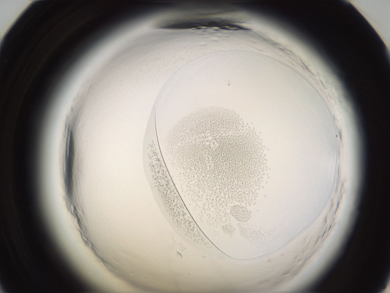 folderID594_plateID2594_batchID13187_wellNum47_profileID1_d1_r205492_ef.jpg