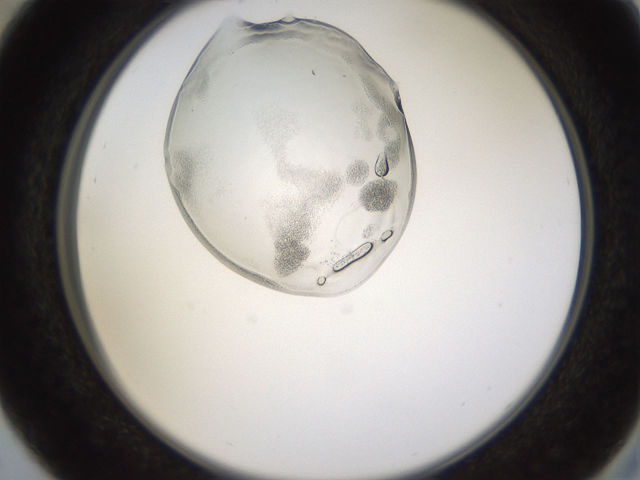 folderID596_plateID1596_batchID6729_wellNum29_profileID1_d2_r106221_ef.jpg