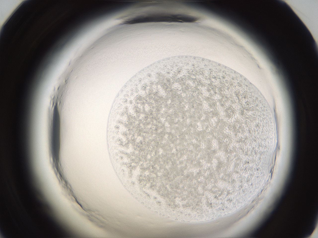 folderID597_plateID2597_batchID13193_wellNum59_profileID1_d1_r207544_ef.jpg