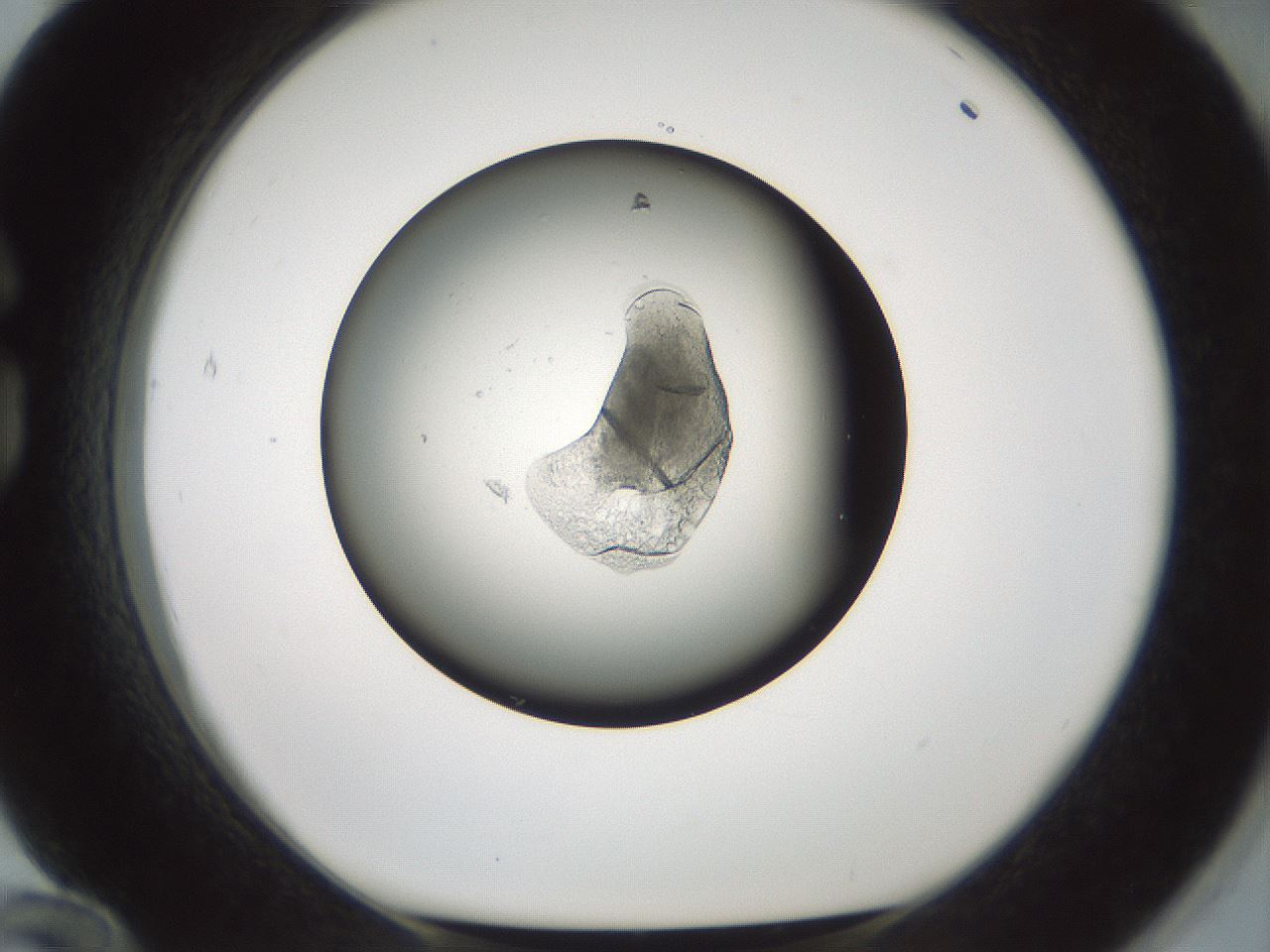 folderID598_plateID1598_batchID6731_wellNum84_profileID1_d1_r106714_ef.jpg