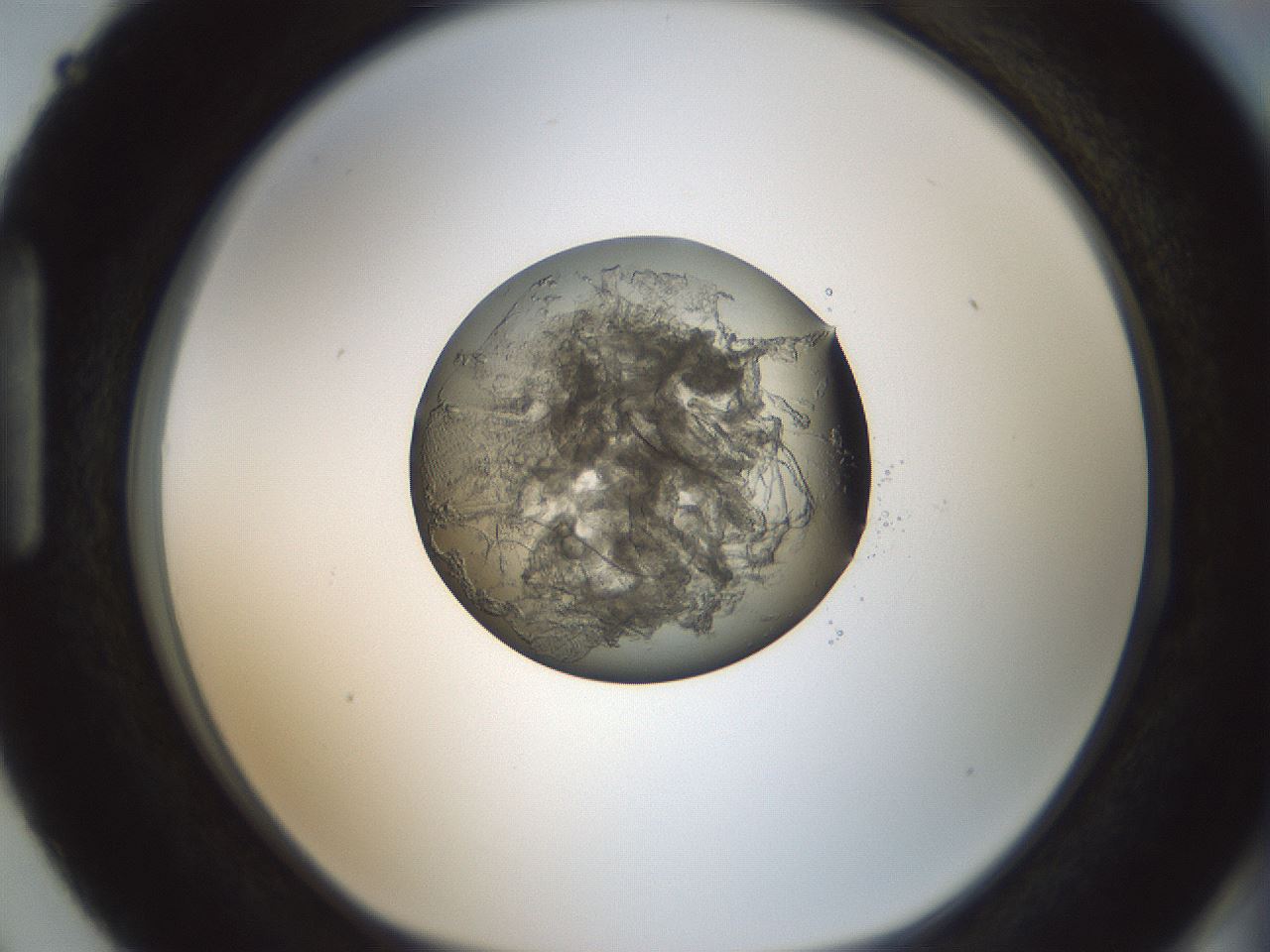 folderID598_plateID1598_batchID6731_wellNum87_profileID1_d1_r106720_ef.jpg