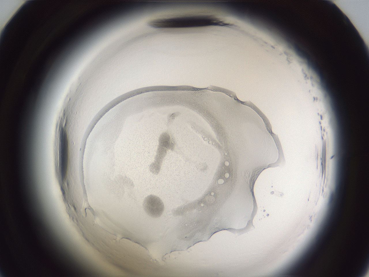 folderID598_plateID2598_batchID13155_wellNum47_profileID1_d2_r197428_ef.jpg