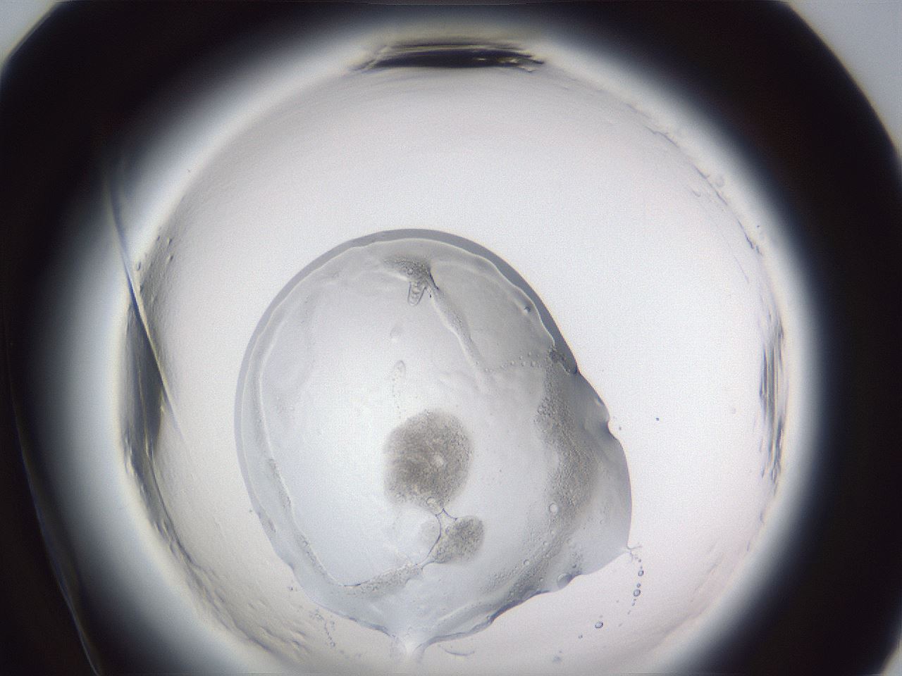 folderID598_plateID2598_batchID13155_wellNum84_profileID1_d2_r197539_ef.jpg
