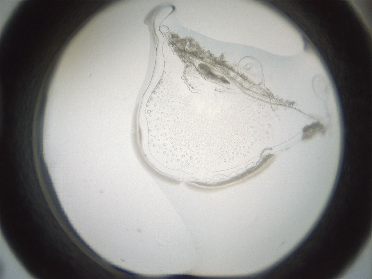 folderID599_plateID1599_batchID6728_wellNum43_profileID1_d1_r106056_ef.jpg