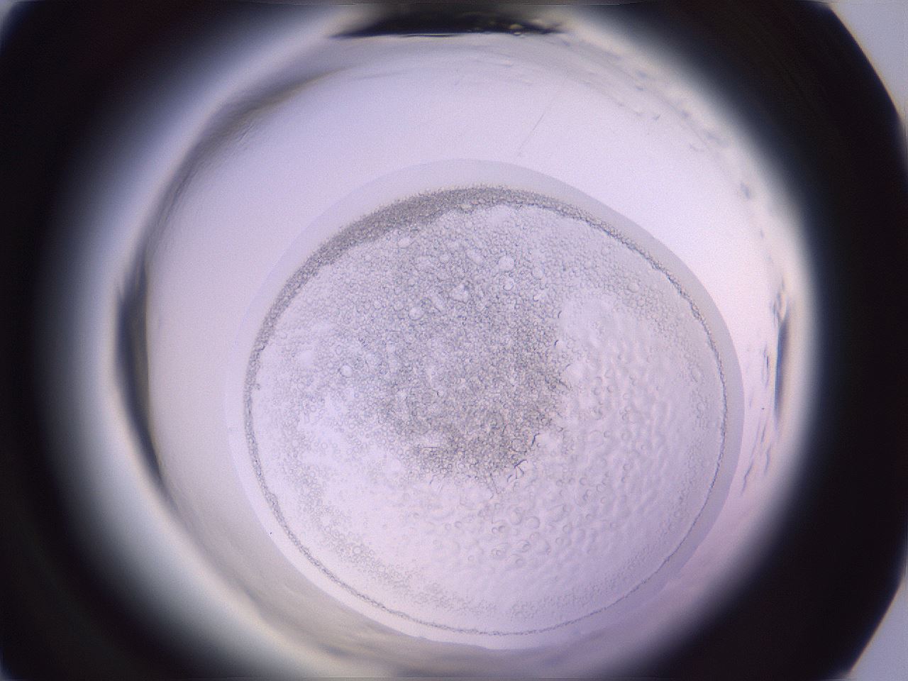 folderID599_plateID2599_batchID13157_wellNum1_profileID1_d1_r198153_ef.jpg
