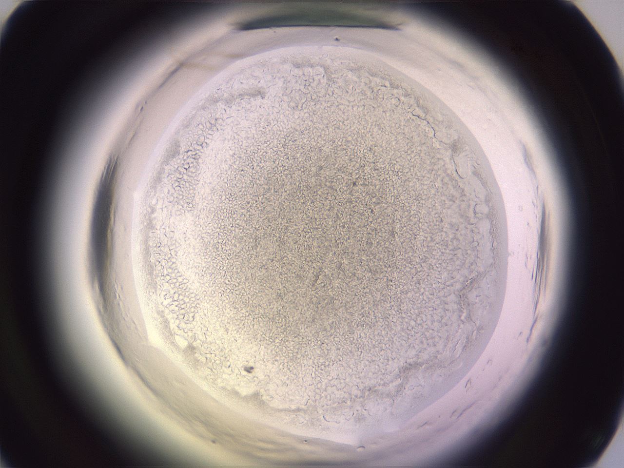 folderID599_plateID2599_batchID13157_wellNum37_profileID1_d1_r198261_ef.jpg