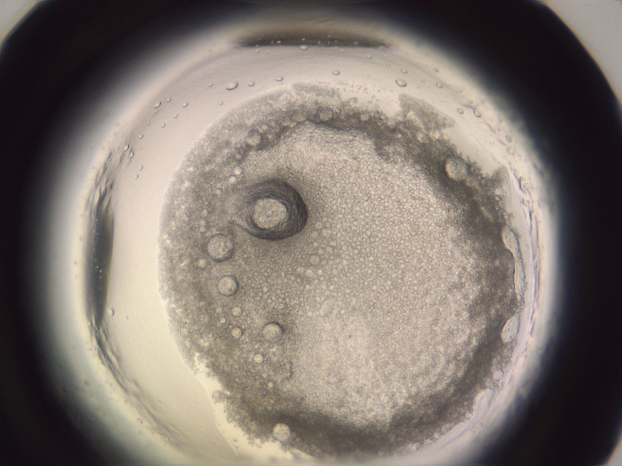 folderID599_plateID2599_batchID13157_wellNum71_profileID1_d1_r198363_ef.jpg