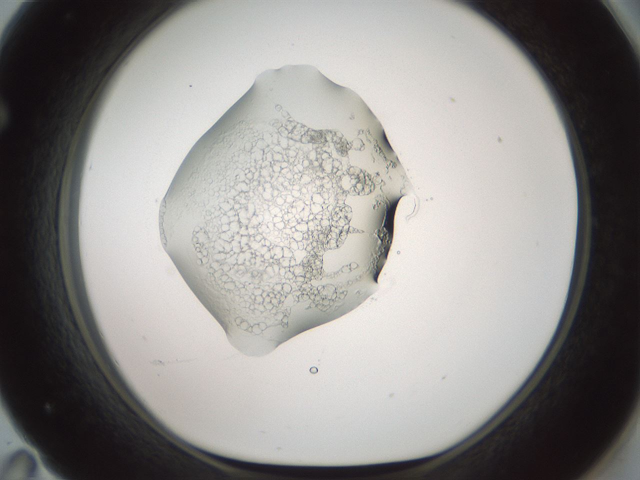folderID602_plateID1602_batchID6722_wellNum71_profileID1_d1_r104960_ef.jpg