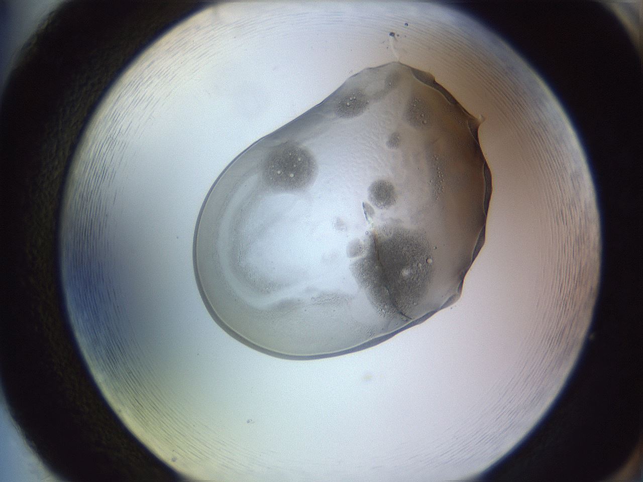 folderID603_plateID1603_batchID6730_wellNum86_profileID1_d2_r106527_ef.jpg