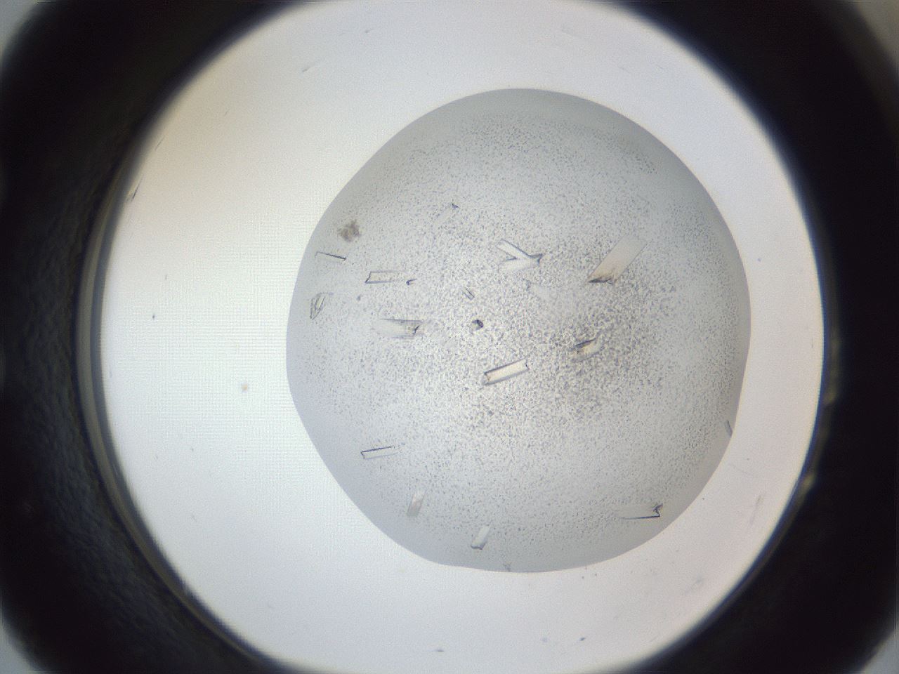 folderID202_plateID1202_batchID3452_wellNum51_profileID1_d1_r66513_ef.jpg