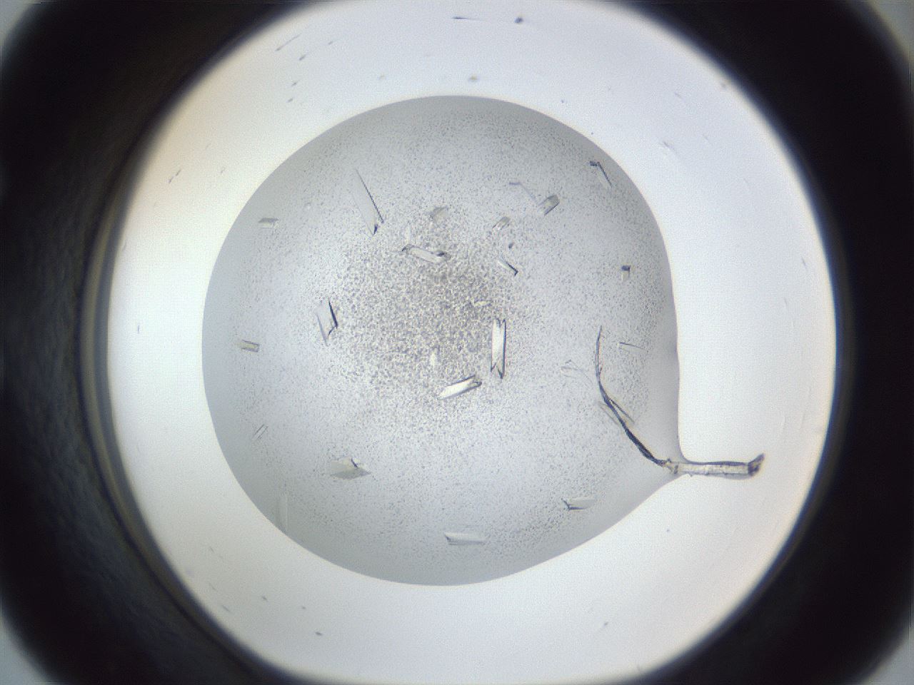 folderID202_plateID1202_batchID3452_wellNum56_profileID1_d1_r66518_ef.jpg