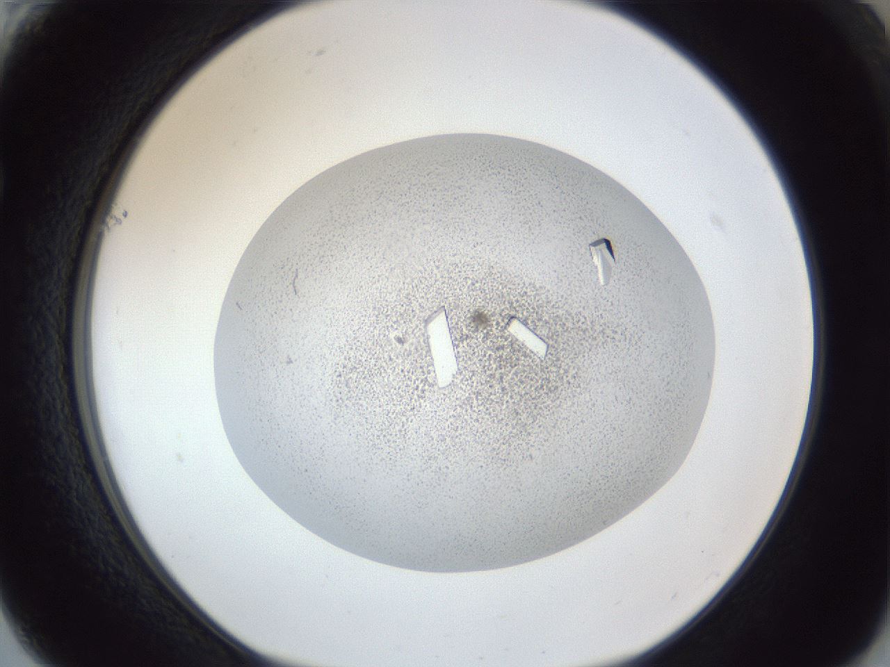 folderID202_plateID1202_batchID3452_wellNum61_profileID1_d1_r66523_ef.jpg