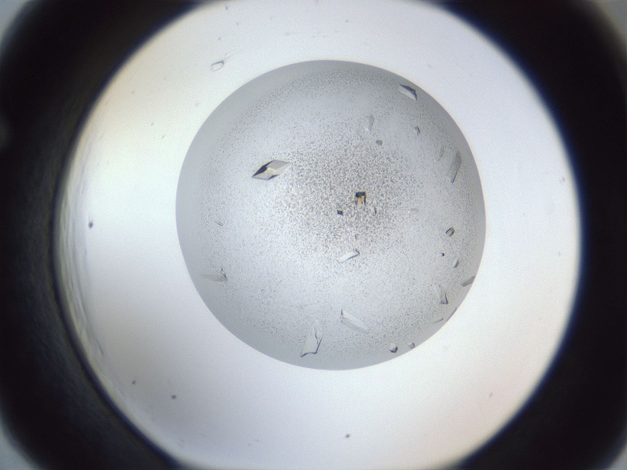 folderID202_plateID1202_batchID3452_wellNum66_profileID1_d1_r66528_ef.jpg