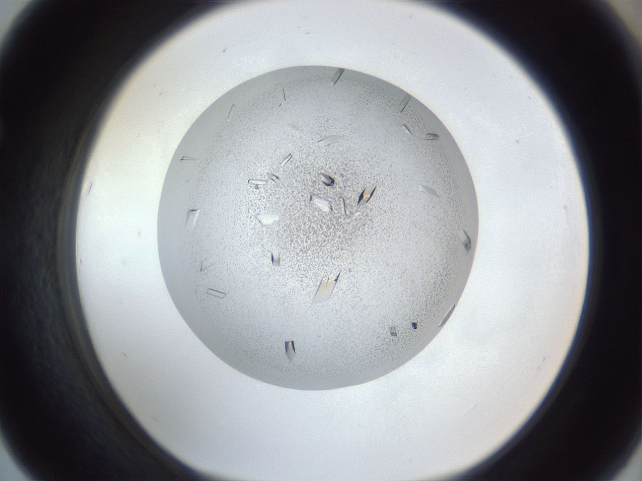 folderID202_plateID1202_batchID3452_wellNum67_profileID1_d1_r66529_ef.jpg