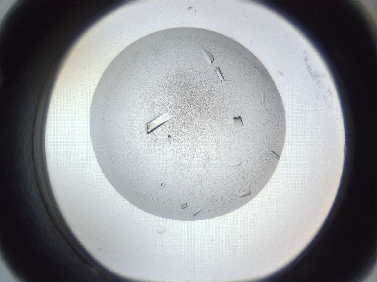 folderID202_plateID1202_batchID3452_wellNum68_profileID1_d1_r66530_ef.jpg