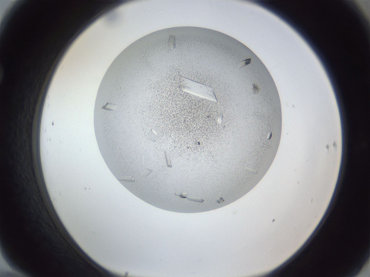 folderID202_plateID1202_batchID3452_wellNum70_profileID1_d1_r66532_ef.jpg