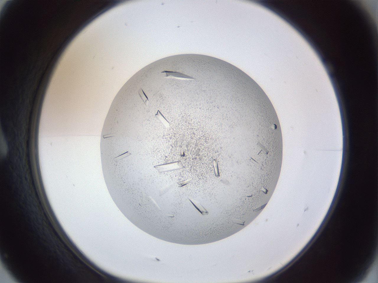 folderID202_plateID1202_batchID3452_wellNum7_profileID1_d1_r66469_ef.jpg