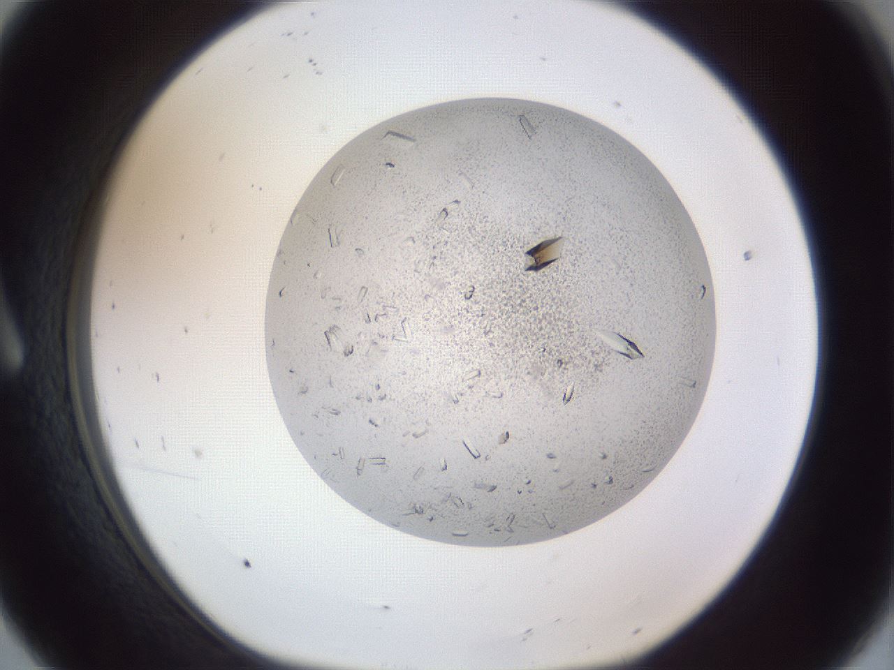 folderID202_plateID1202_batchID3452_wellNum8_profileID1_d1_r66470_ef.jpg