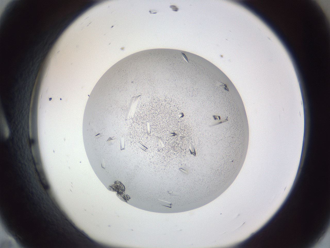 folderID202_plateID1202_batchID3541_wellNum11_profileID1_d1_r66473_ef.jpg