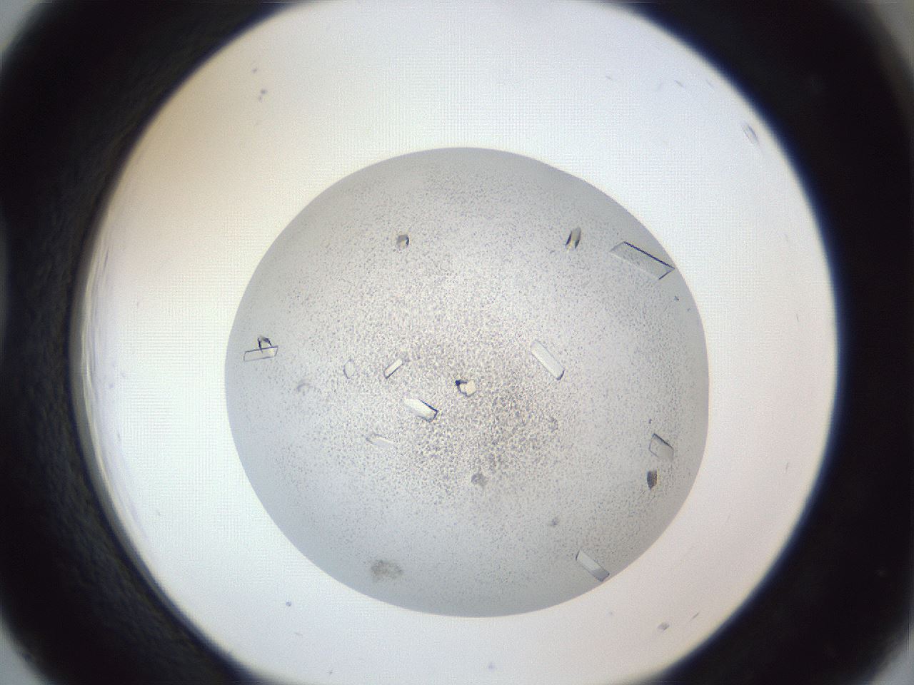 folderID202_plateID1202_batchID3541_wellNum39_profileID1_d1_r66501_ef.jpg