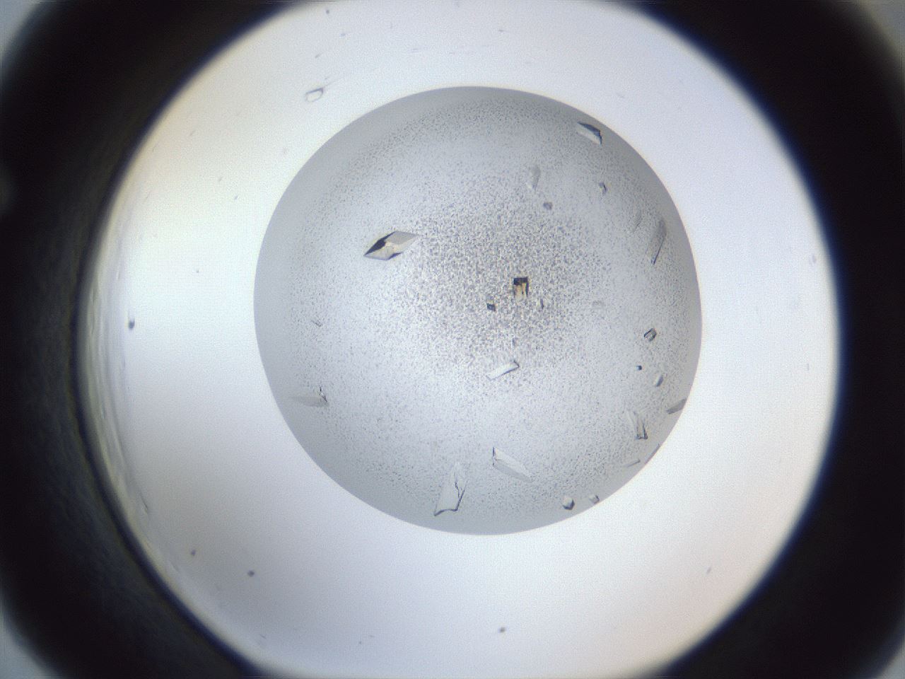 folderID202_plateID1202_batchID3541_wellNum66_profileID1_d1_r66528_ef.jpg