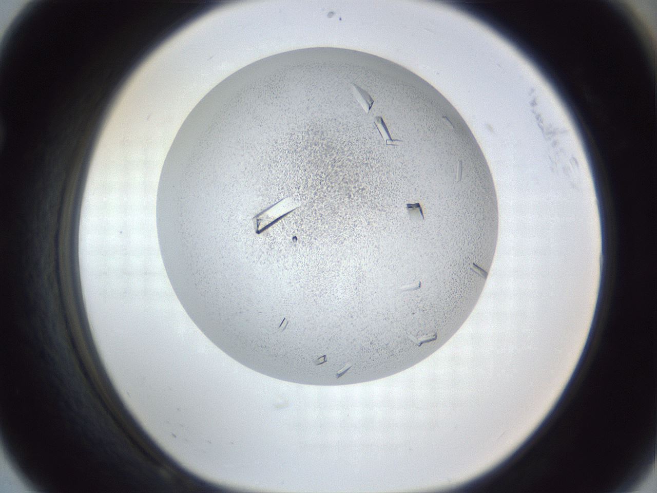 folderID202_plateID1202_batchID3541_wellNum68_profileID1_d1_r66530_ef.jpg
