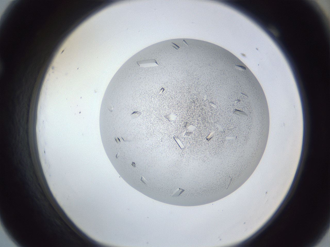folderID202_plateID1202_batchID3541_wellNum69_profileID1_d1_r66531_ef.jpg