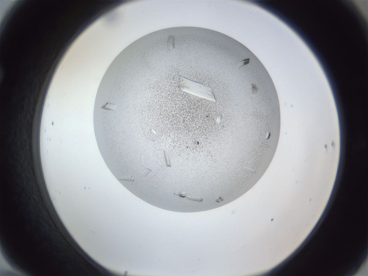 folderID202_plateID1202_batchID3541_wellNum70_profileID1_d1_r66532_ef.jpg